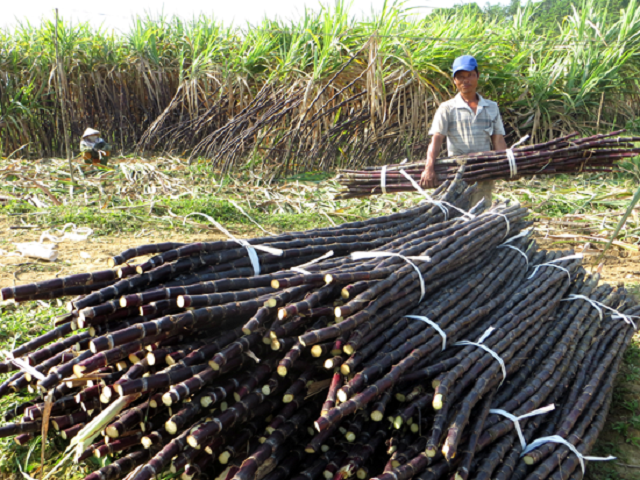 Ho-ong-Dinh-Trong-Nhat-thu-hoa-2266-6404