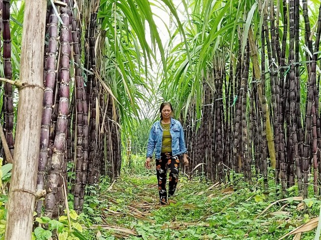 Thoát nghèo từ thương hiệu mía mưng