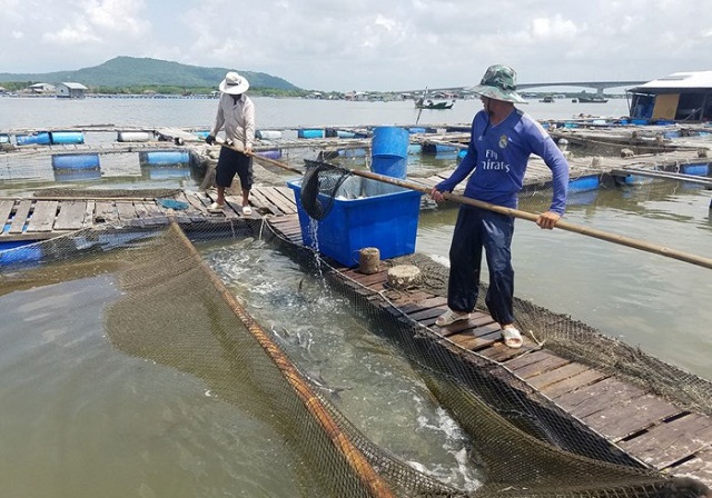 Yên Nguyên: Khấm khá từ nghề nuôi cá