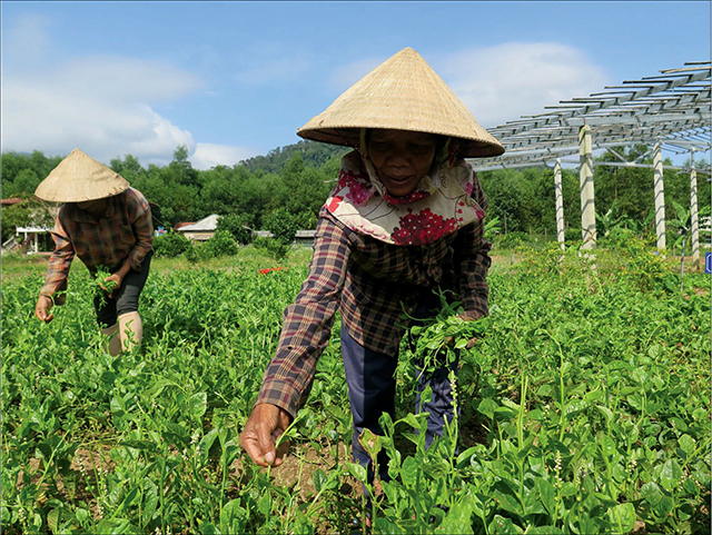 Người phụ nữ 'Gùi' nông sản A Lưới vượt núi xuống phố
