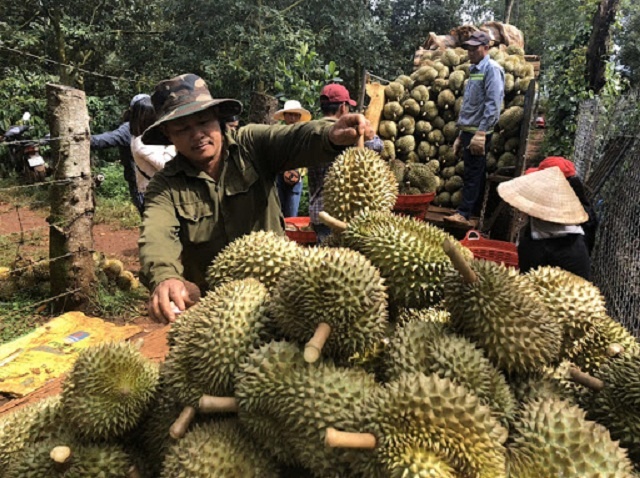 Sau-rieng-Krong-Pac-5806-1592531740.jpg