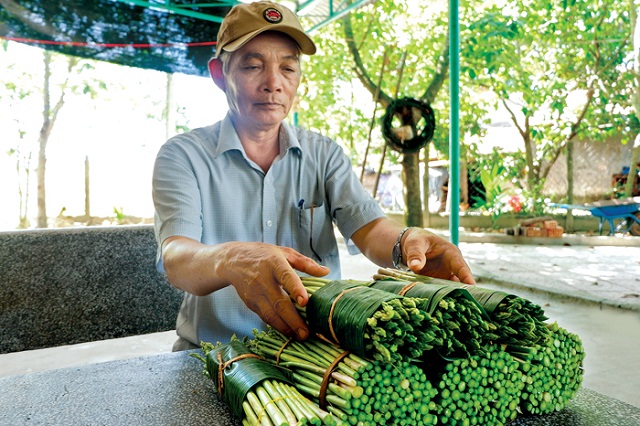 Thăm vườn măng tây 'ông Số' ở Bình Sơn