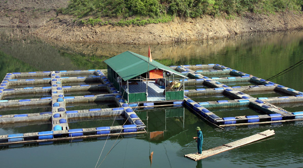 Hà Giang: khuyến khích các HTX nuôi trồng thuỷ sản trên lòng hồ thuỷ điện