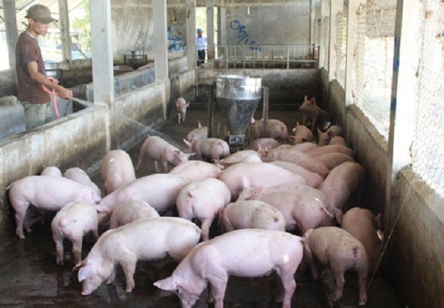 Xu hướng chăn nuôi lợn sạch theo mô hình khép kín  Tạp chí điện tử Bảo vệ  Rừng và Môi trường