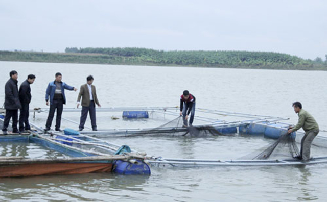 Nuôi cá lồng gắn với bảo vệ môi trường sinh thái