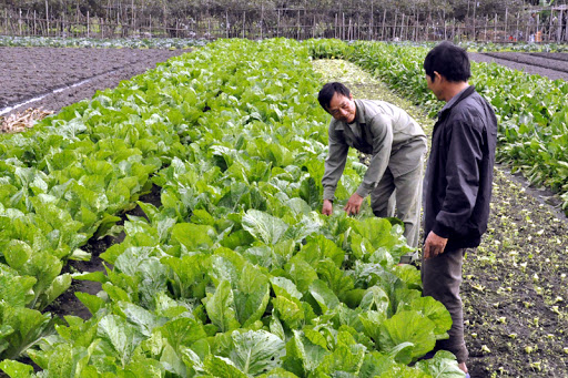 Rau VietGAP tạo đòn bẩy phát triển nông nghiệp trên 'đất mỏ'