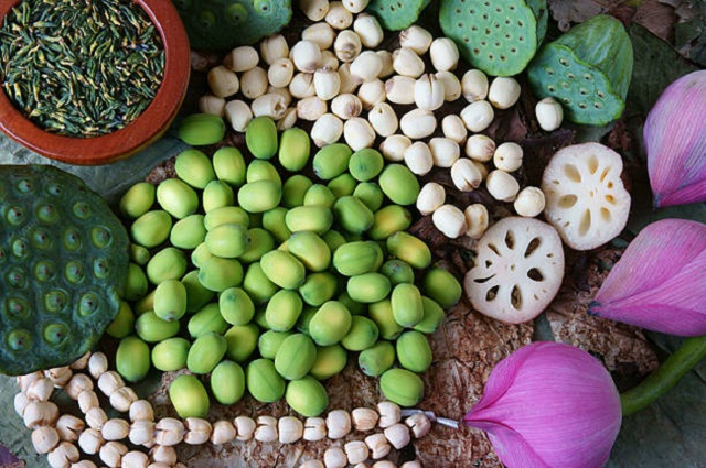 Trồng sen VietGAP mang lại giá trị kinh tế cao
