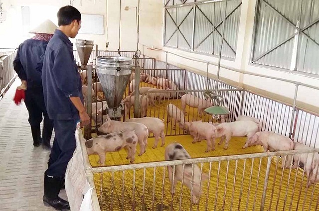 HTX An Phát và mô hình nuôi lợn kiểu 'hoàng gia'