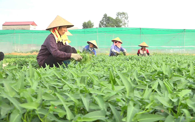 HTX Hoàng Gia: Sống khoẻ nhờ trồng rau muống thuỷ canh