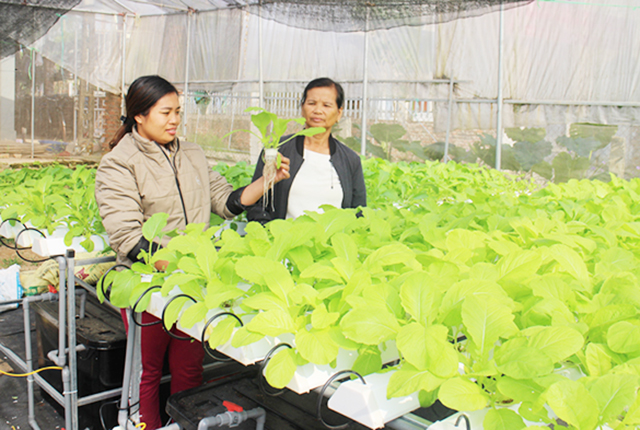 Thu nhập gấp 3 nhờ bỏ lúa, trồng rau