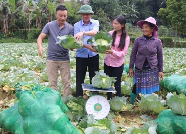 Mở lối giảm nghèo từ trồng bắp cải