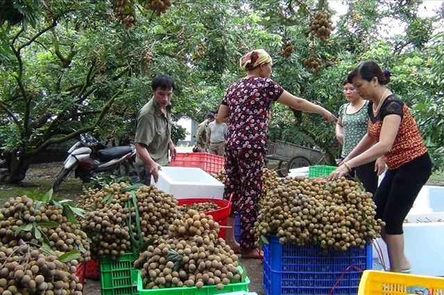 Đặc sản nhãn miền xa vươn ra thế giới