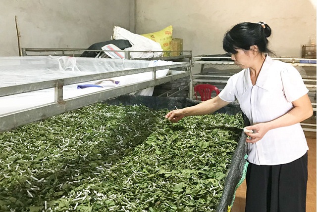 Kinh tế hợp tác, HTX: 'Sợi chỉ đỏ' phát triển nông thôn mới Trấn Yên