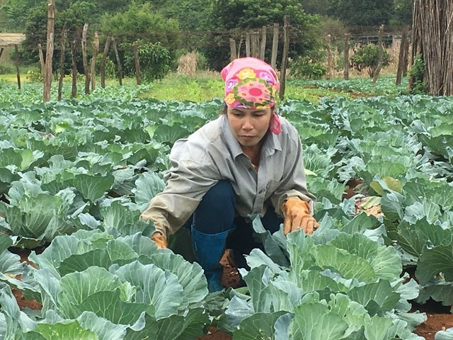 bap-cai-123-4802-1593073535.jpg