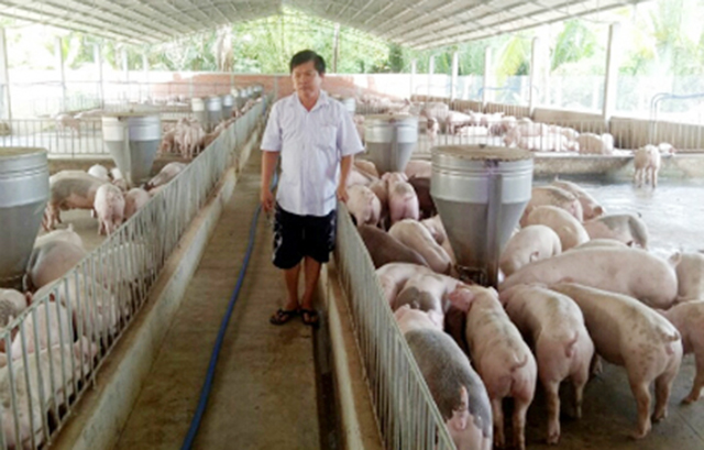Heo Mỏ Cày Nam vượt 'bão dịch' nhờ chăn nuôi an toàn