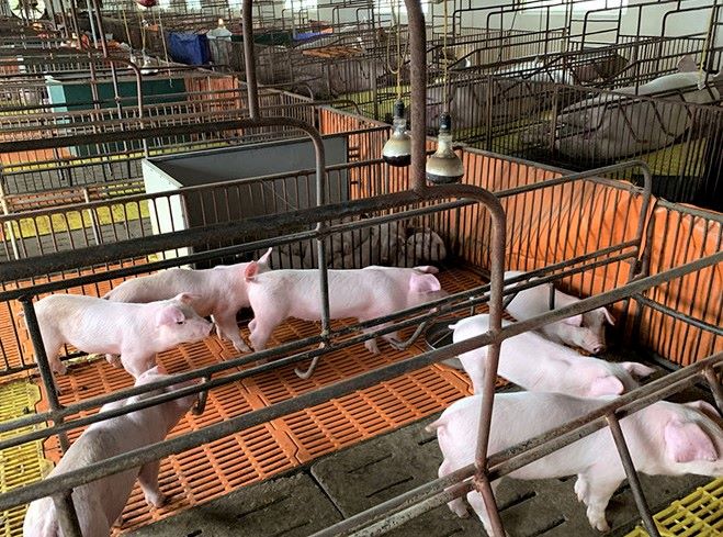 Doanh nghiệp nước ngoài tham gia dự án chăn nuôi lợn hơn nghìn tỷ