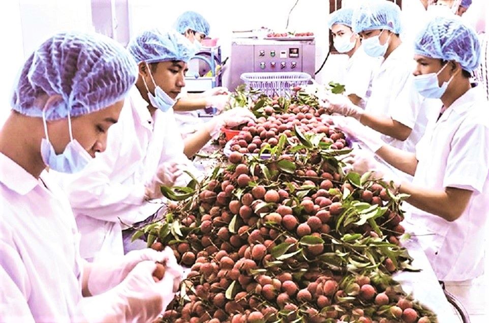 Giao thương trực tuyến kéo xuất khẩu sang Trung Quốc vượt ‘bão Covid’ tăng hơn 17%