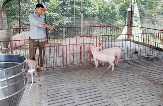 Yên Thế thúc đẩy chăn nuôi hữu cơ