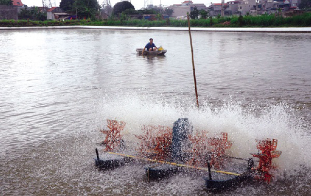 Bắc Ninh: Thủy sản VietGAP rộng đường bứt phá