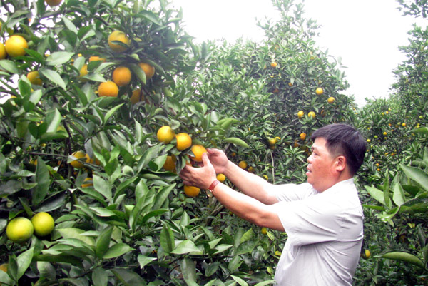 Bắc Quang: HTX nông nghiệp góp phần xóa đói giảm nghèo