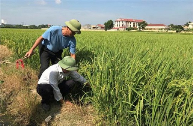 Dấu ấn HTX trong xây dựng NTM ở Nghĩa Đạo