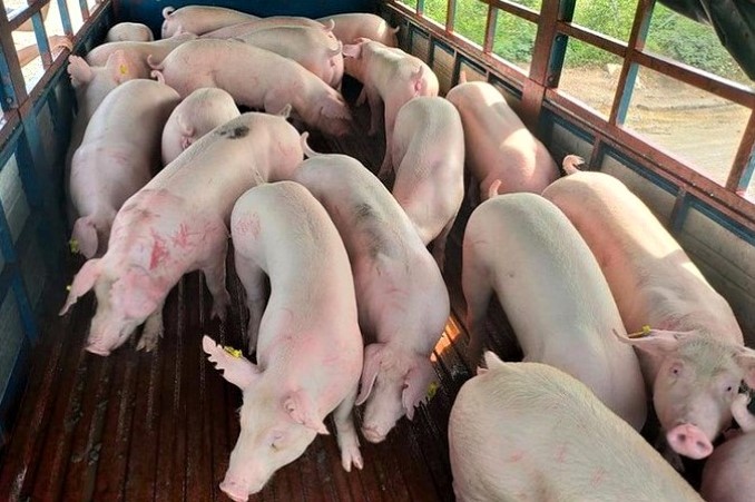 Lô 500 con lợn thịt sống đầu tiên nhập khẩu từ Thái Lan về tỉnh Đồng Nai