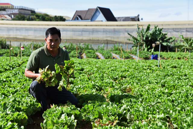 Rau, hoa Đà lạt trở lại thị trường