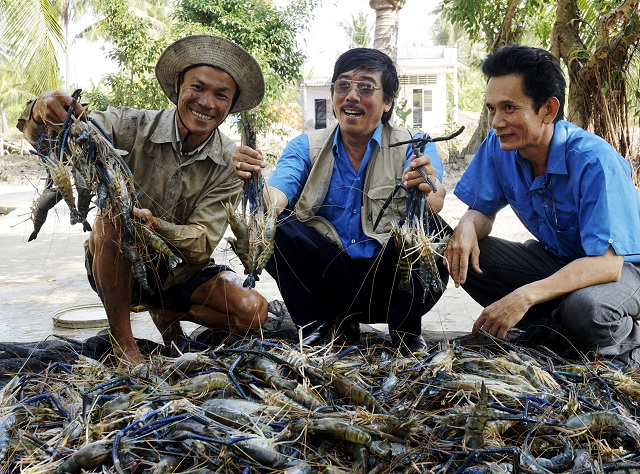 Cà Mau phát triển mô hình HTX, THT nuôi sò huyết hiệu quả