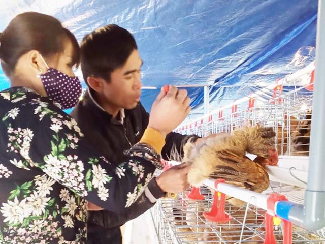 Ấn tượng mô hình nuôi gà khép kín của HTX Trần Phú