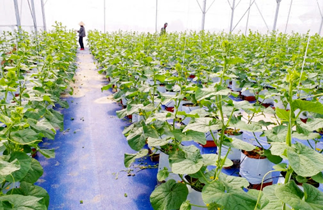 Nâng chất nông nghiệp công nghệ cao ở Cần Đước