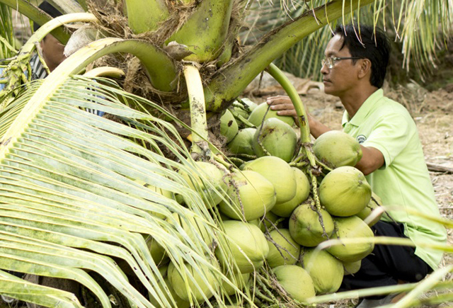 Nông dân thành triệu phú nhờ trồng dừa