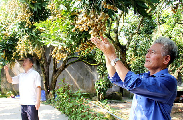 Phổ Yên: Phát triển nông nghiệp bền vững từ trồng trọt an toàn