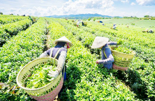 'Chìa khóa' giảm nghèo ở Phú Lương