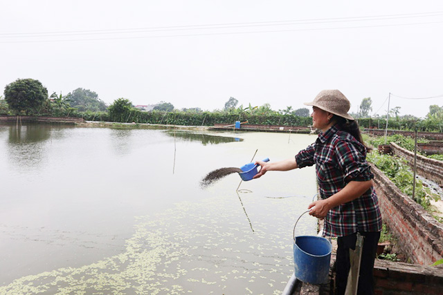 Chăn nuôi sinh học để giải bài toán môi trường