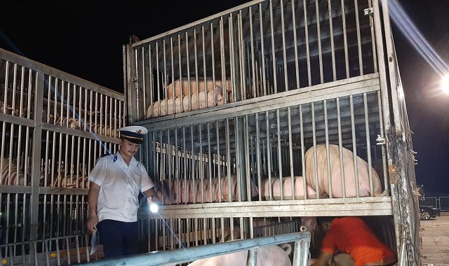 Nhập khẩu thêm gần 2.500 con lợn để bổ sung nguồn cung thị trường và tái đàn