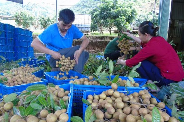 Sơn La có 34 mã số vùng trồng nhãn xuất khẩu sang Mỹ, Úc