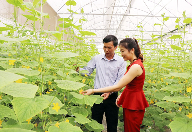 Bắc Ninh: Phát triển HTX nông nghiệp gắn với ATLĐ