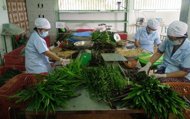Rau 'sạch' Phước Hiệp và niềm tin người tiêu dùng