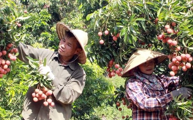 Vải thiều Bắc Giang tiêu thụ thuận lợi, giá bán cao