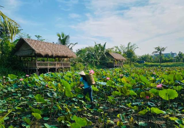 HTX biến đất hoang thành hệ sinh thái nông nghiệp sạch