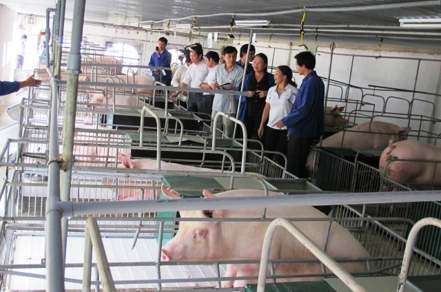 Kinh nghiệm chăn nuôi tuần hoàn ở HTX Hoàng Châu