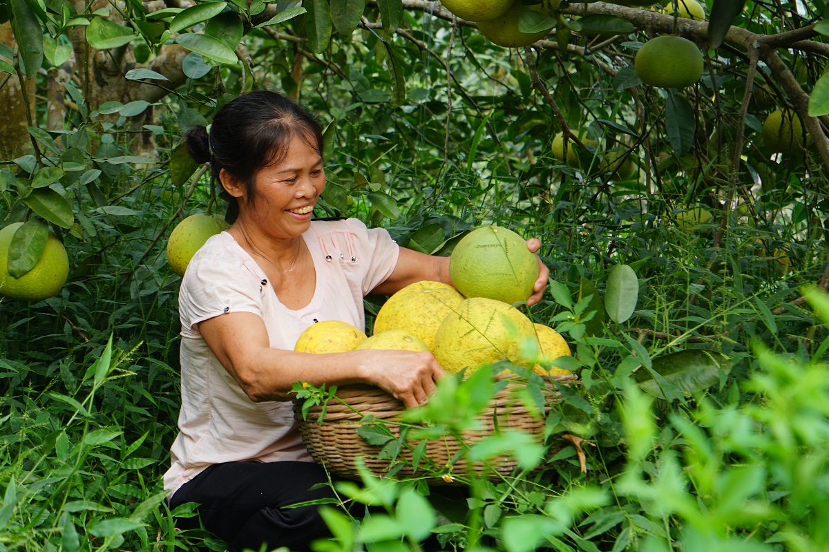 Phú Thọ: Đầu tư lớn cho quả bưởi VietGAP
