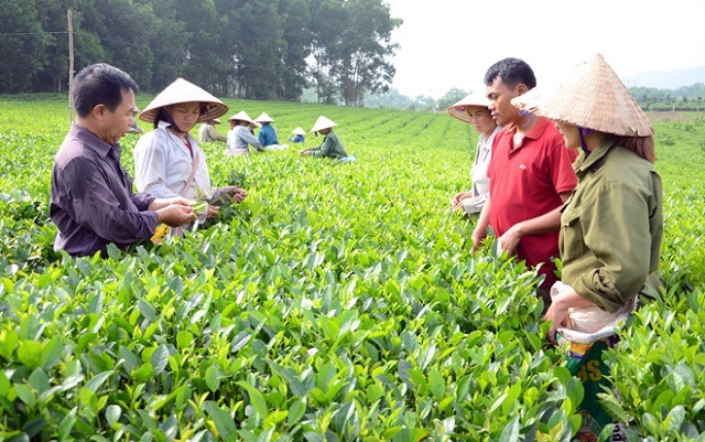 'Vàng xanh' trên xứ núi Đoan Hùng