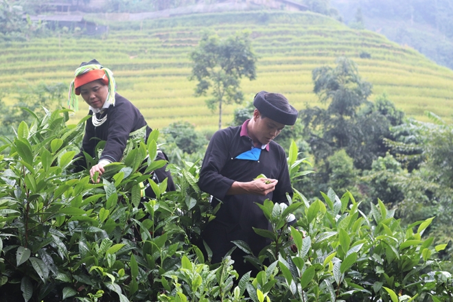 Tinh thần vươn lên thoát nghèo của đồng bào nơi địa đầu Tổ quốc