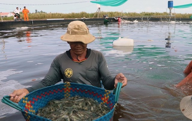 Con tôm ở Cần Giờ vẫn bấp bênh 'đầu ra'