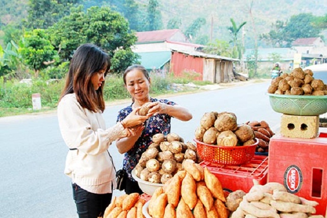 Khoai sọ Mán thành đặc sản nhờ HTX