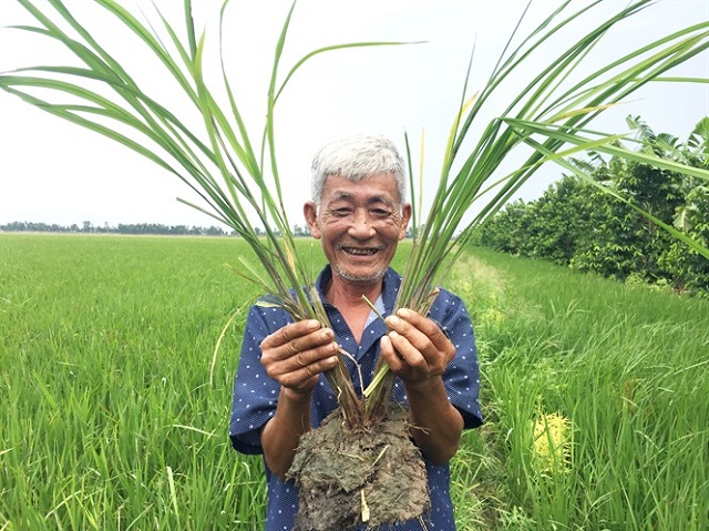 Cơ hội sáng từ trồng lúa hữu cơ ở Tân Phong