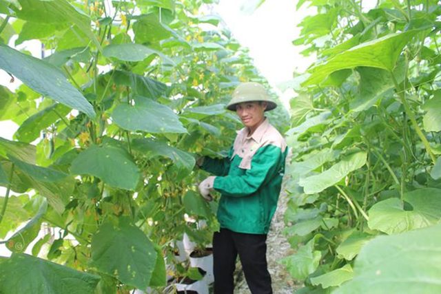 Chìa khóa thúc đẩy nông nghiệp hữu cơ ở Cần Giuộc