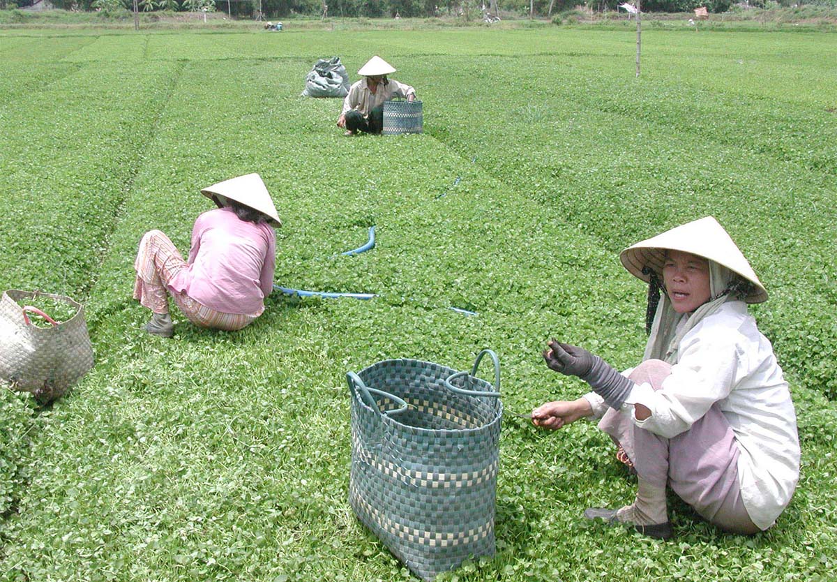 'Bà đỡ' cho người nông dân
