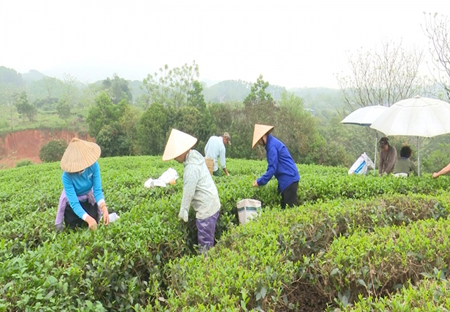 Nâng tầm nông sản thế mạnh ở Đồng Hỷ